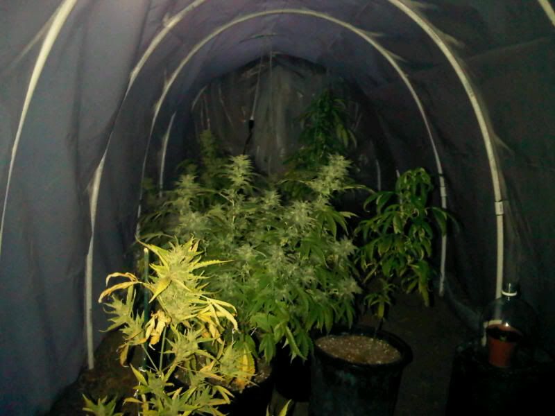 IMG00252-20111207-1659.jpg