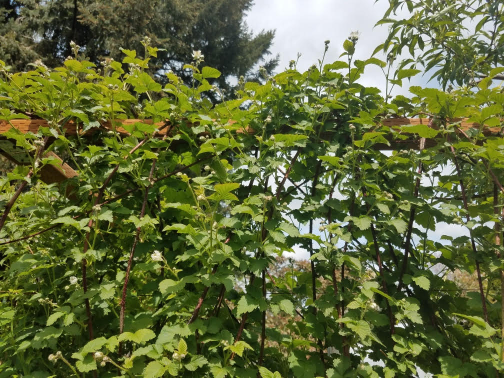 05082021gardenk.jpg
