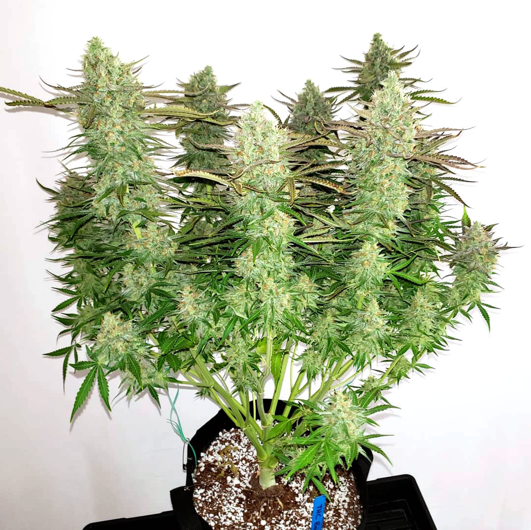 www.growweedeasy.com