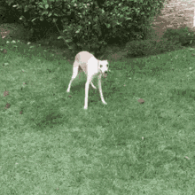 zoomies-doggo.gif
