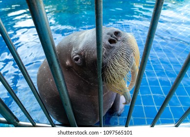 walrus-cage-260nw-1097565101.jpg