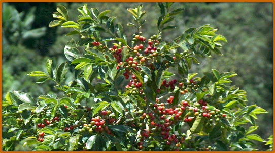 coffee_plant.gif