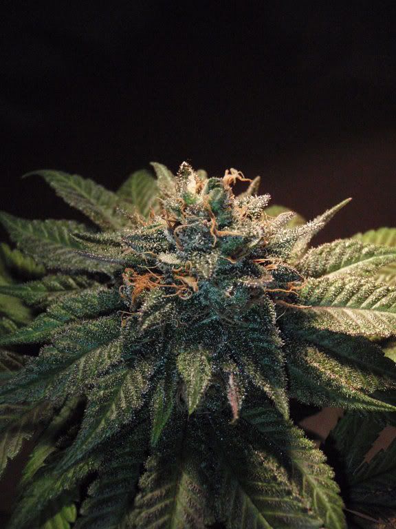 bigmommaharvest5_576x768.jpg