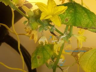pics008.jpg