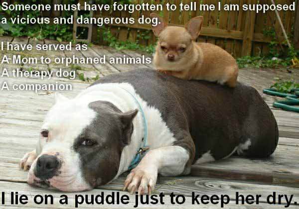 pitbull.jpg