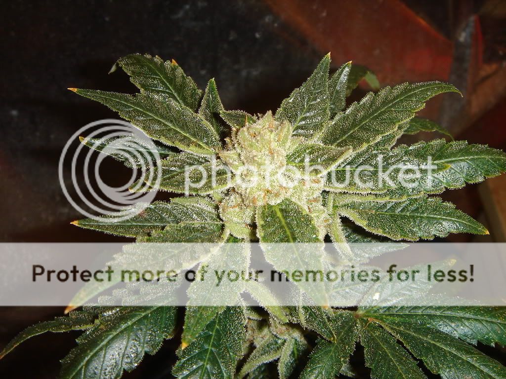 ogkush.jpg