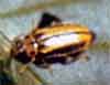 pests_leafBeetles.jpg