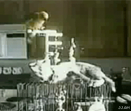 gifs_09.gif