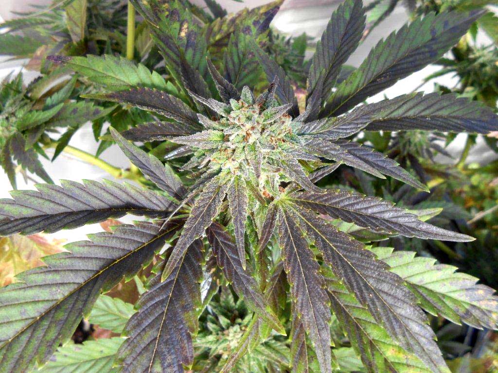 purple-phosphorus-deficiency-cold.jpg