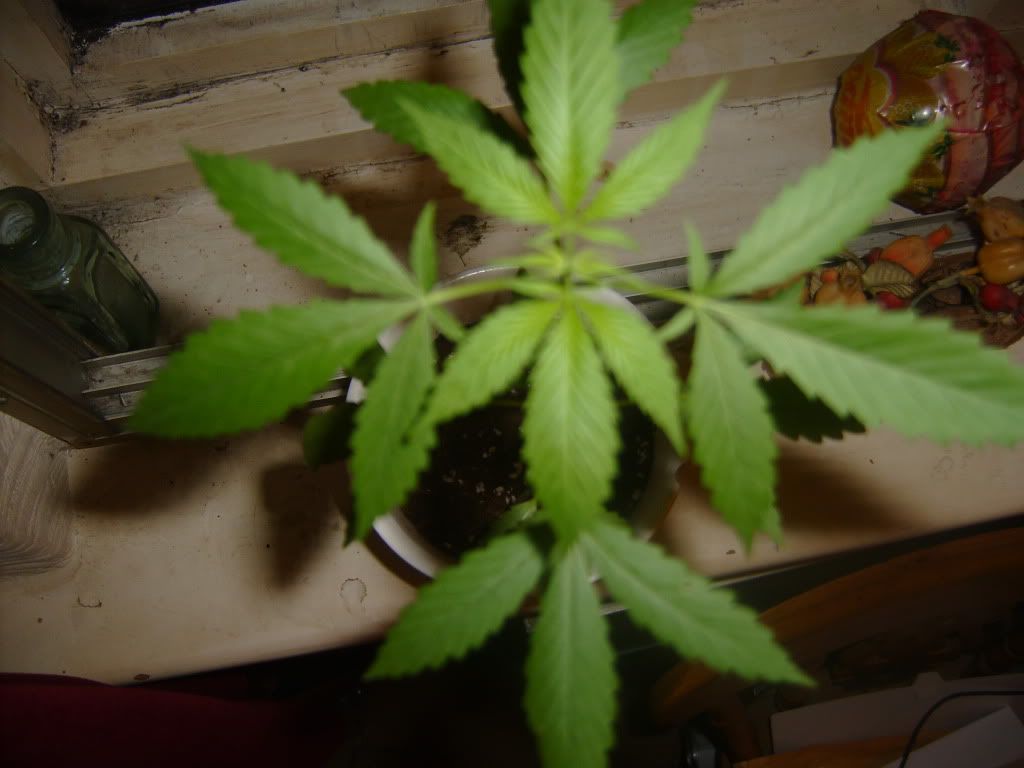 WindowHomegrown002.jpg