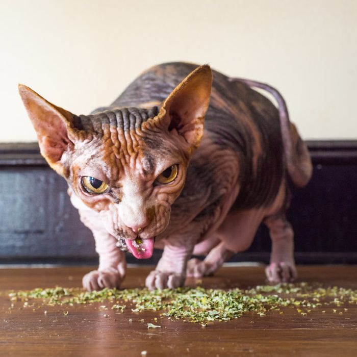 cats_high_12.jpg