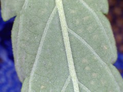 4301199664_0b228c24e3_m.jpg