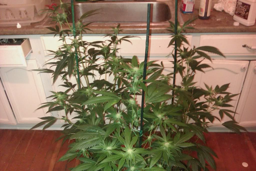 IMAG0308.jpg