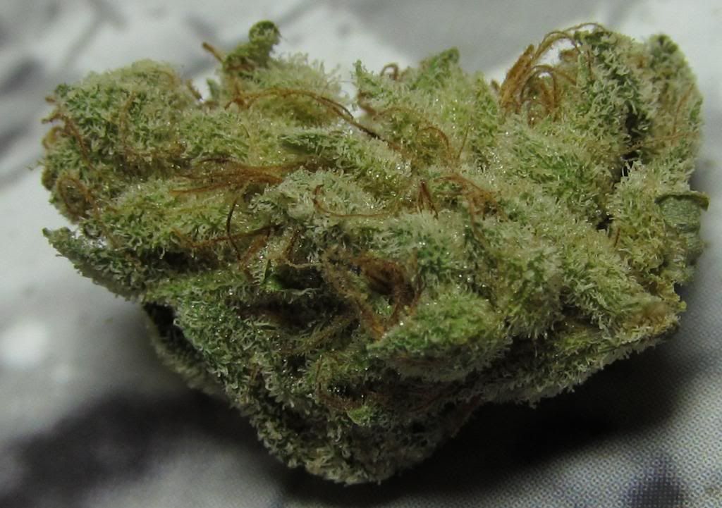 goji8_zps6626561e.jpg