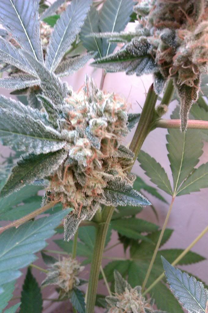 IMAG0004_zpse9cbb2de.jpg