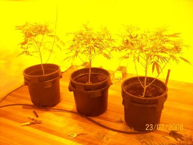 Plants065.jpg