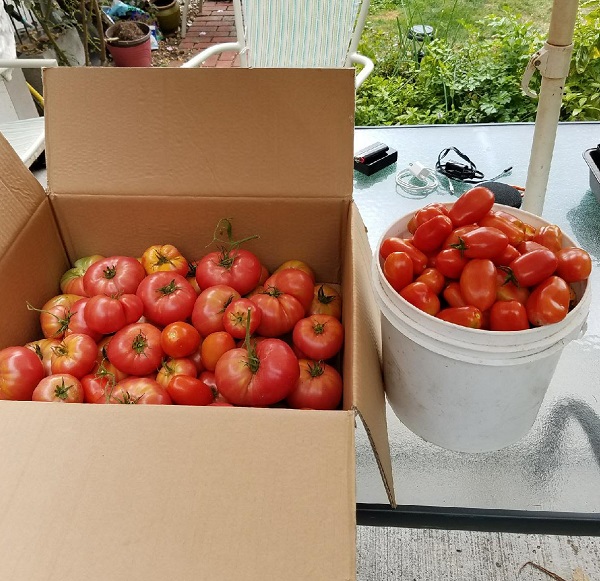 tomatobox1.jpg