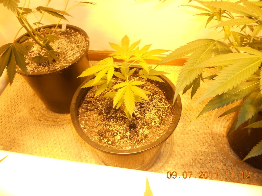 DSCN4559.jpg