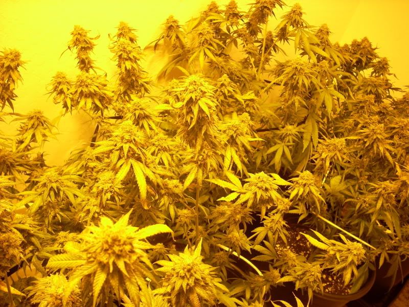 plantpics015.jpg