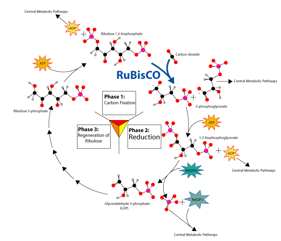 Calvin-cycle3.png