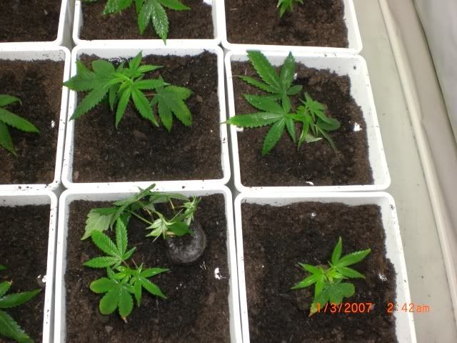 plants12.jpg