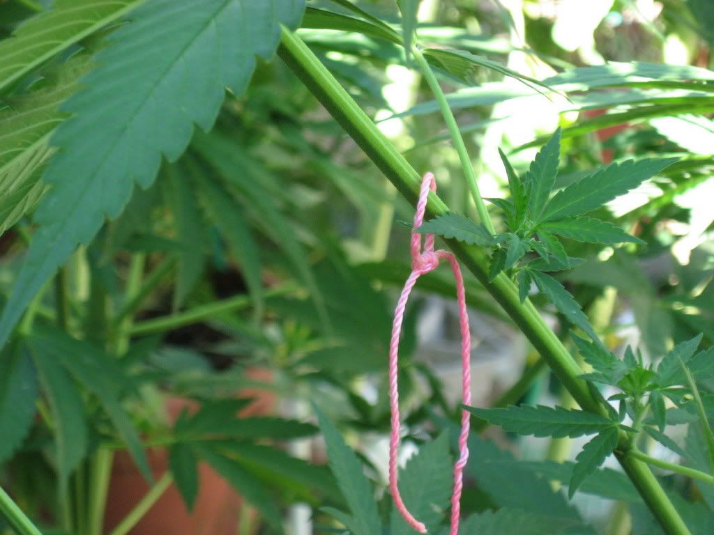 IMG_2121.jpg