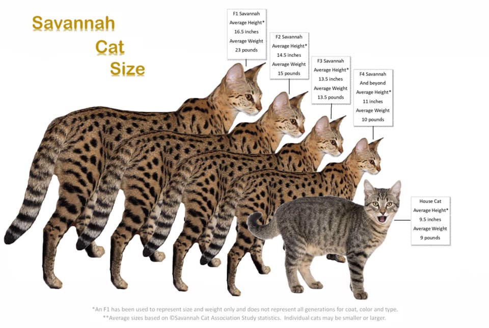 www.savannahcatassociation.org