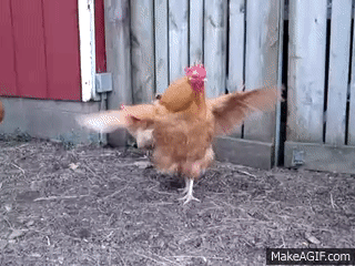mAL2ku.gif