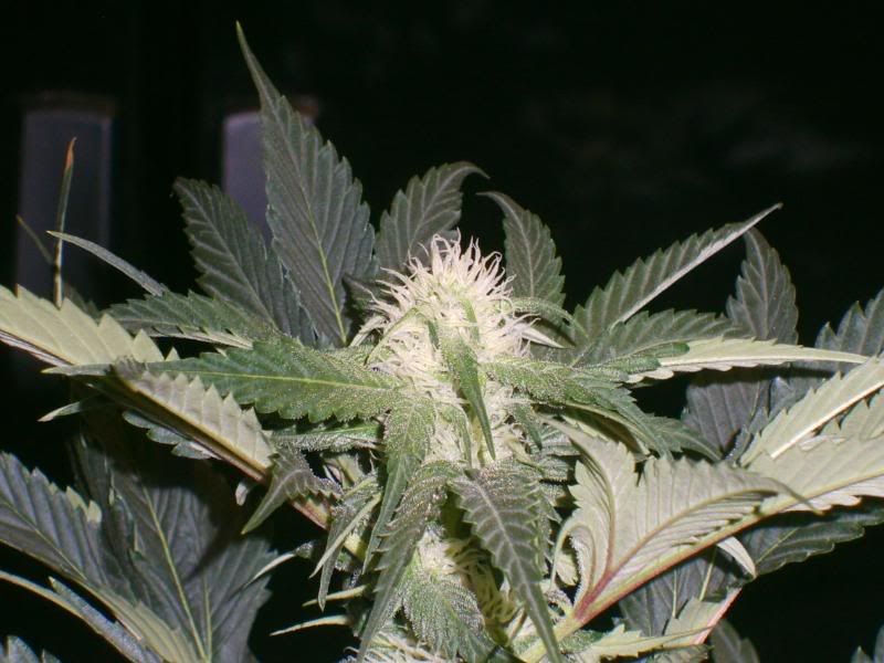 4weeksflowering019.jpg