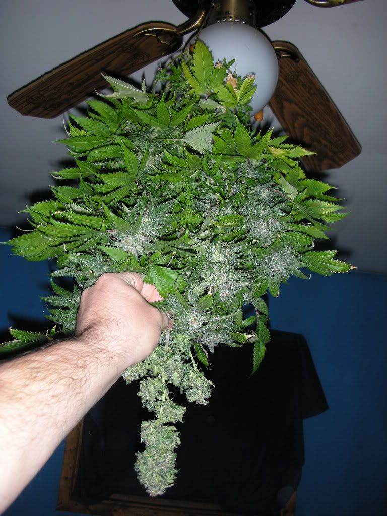 DSCN4007.jpg