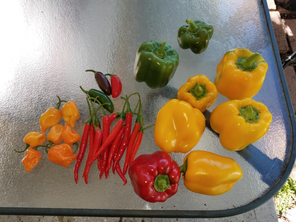 peppers109.jpg
