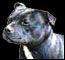 SBullTerrier_60.jpg