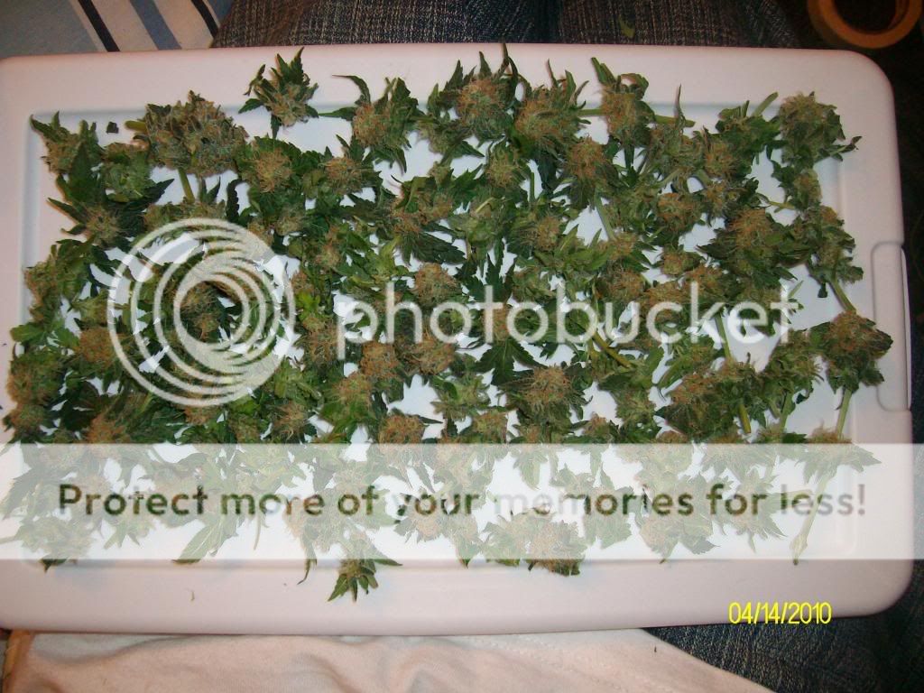 SANY7454.jpg