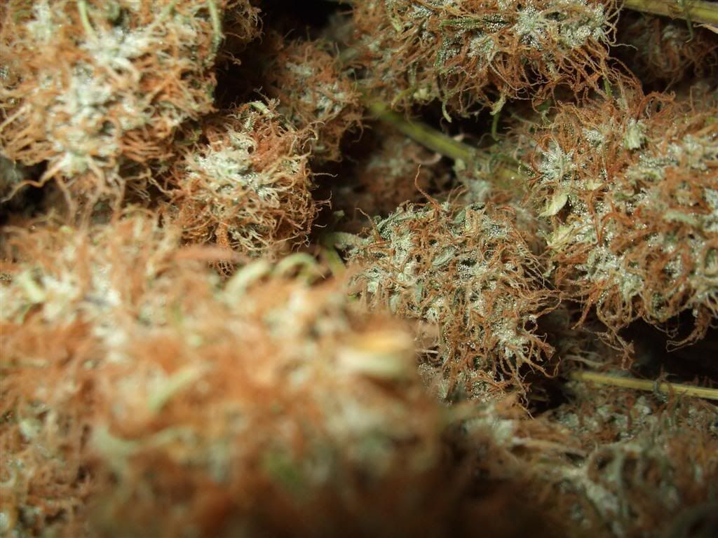budscloseup.jpg