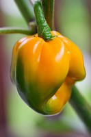 grow-chili.jpg