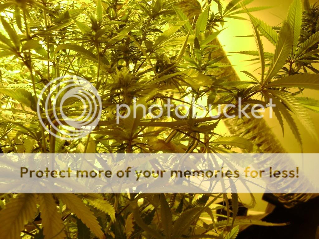 plantproblems024.jpg