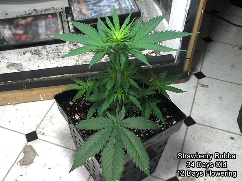 bubba-2.jpg