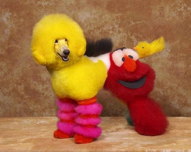 crazy-dog-hairscuts-that-you-have-to-see.jpg