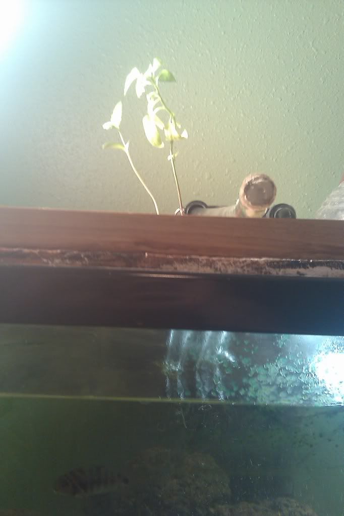 IMAG0191.jpg