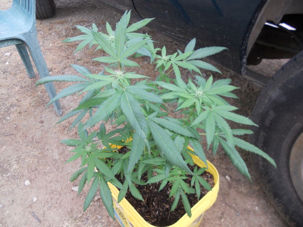 DSCN4954.jpg