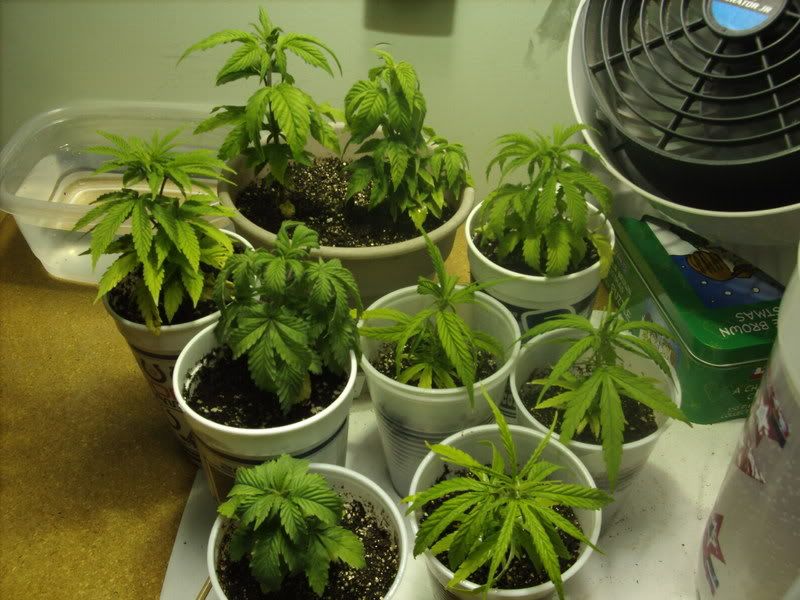 plants2007.jpg