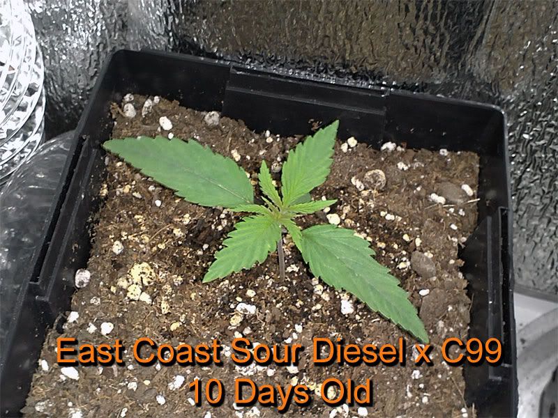 sour_diesel_10_days.jpg