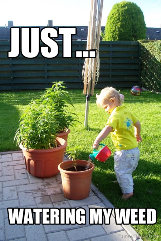 Just-Watering-My-Weed-533x800.png
