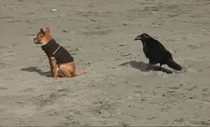 1666887398_8.gif