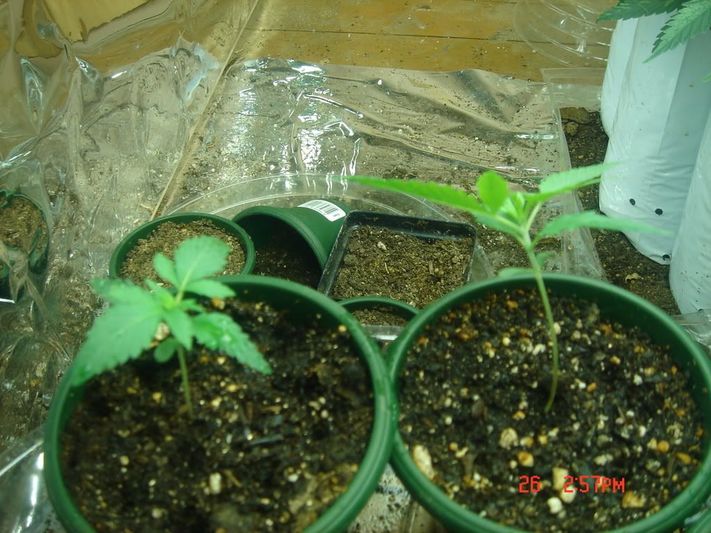 DSC01451.jpg