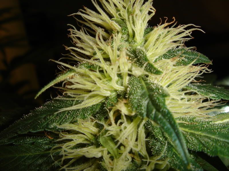 Pistils007.jpg