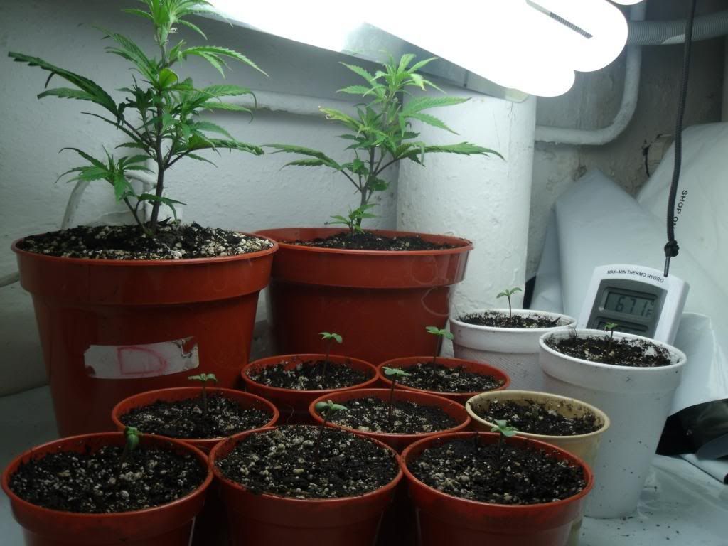 weed.jpg