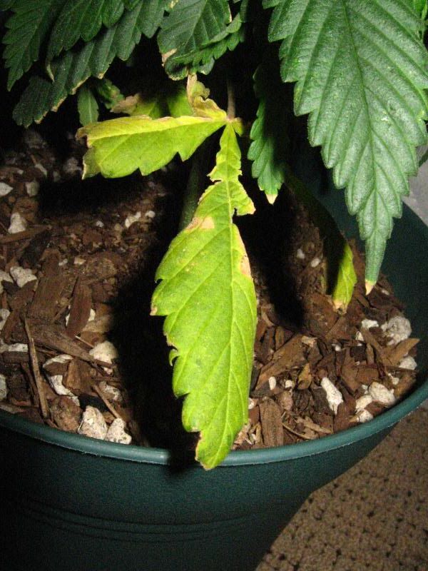 Plants1.jpg