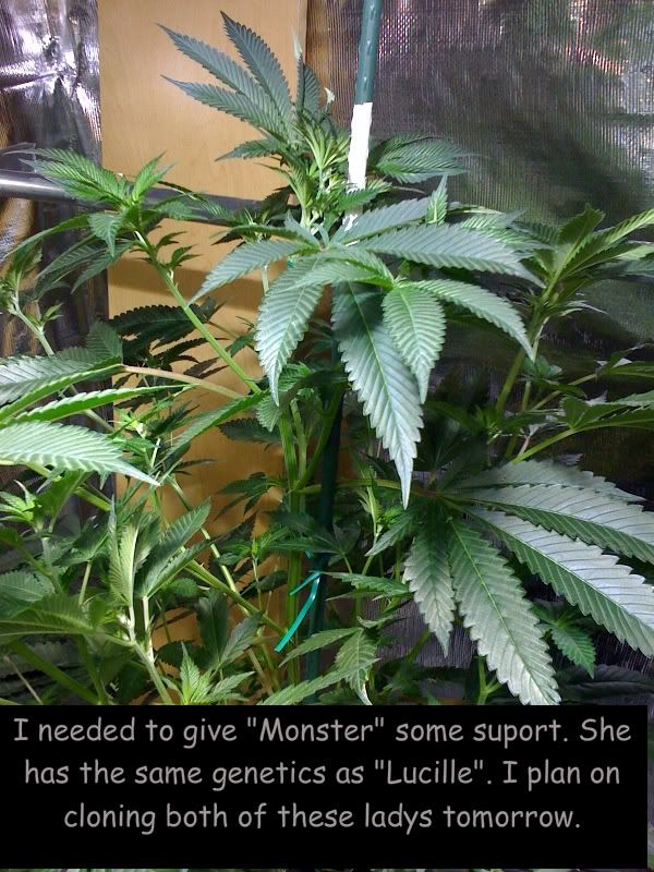 monstersupport-1.jpg