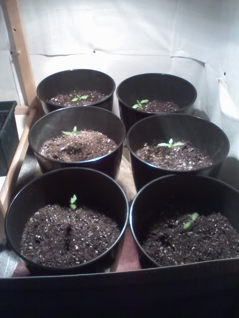 Growth2.jpg